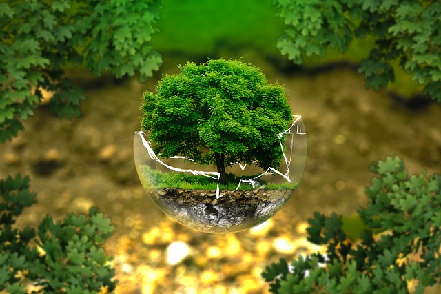 tiny tree in a glass